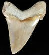 Serrated, Angustidens Tooth - Megalodon Ancestor #59220-1